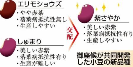 グランド牧場 セレクトセール 御座候など小豆の新品種開発 味や色、収穫量も期待 おでかけ | 野菜