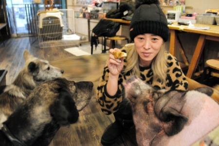 保護犬の命 千頭以上救う 神戸のカフェ おでかけトピック 兵庫おでかけプラス 神戸新聞next
