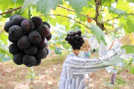 豊岡ぶどう 濃く甘く 直売所やスーパーで販売 おでかけトピック 兵庫おでかけプラス 神戸新聞next