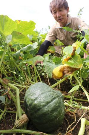 糖度高く断面がハート形 さんだくり南瓜の収穫大詰め | おでかけ