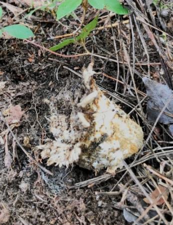 丹波マツタケ、収穫はシカとの戦い「においで先に見つけてしまう ...