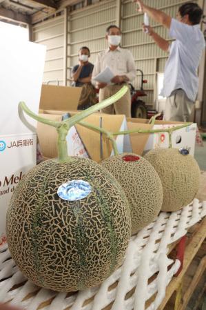 ぎゅっと甘さ凝縮 「いなみ野メロン」販売開始 稲美 | おでかけ