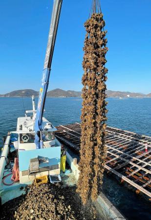 水揚げしたばかりの生牡蠣 10キロ 送料無料 早い者勝ち 期間限定10％OFF中！    生食用８ｋｇ（56~130粒） 殻付き 牡蠣 牡蛎 殻付き牡蛎 kaki カキ 松島牡蠣屋 BBQに最適    海産物 オイスター oyster 生牡蠣冬ギフト