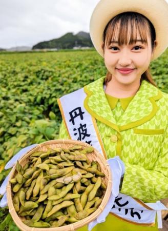 食べ出すととまらない 名産「黒枝豆」のシーズン到来 丹波篠山で販売