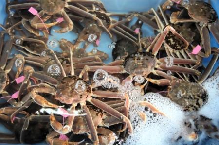 サイコーや！」1匹315万8千円 過去最高値「柴山ゴールド