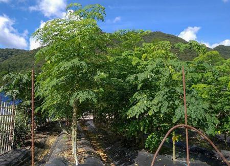 モリンガ ドロウハルディ モリンガ苗 スーパーフード 奇跡の樹 鉢植え