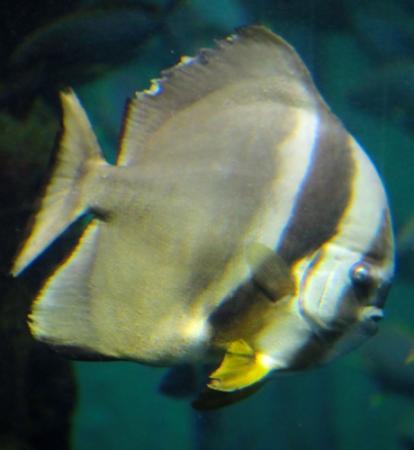 出世 で見た目大変身 ５種類の魚紹介 城崎 おでかけトピック 兵庫おでかけプラス 神戸新聞next