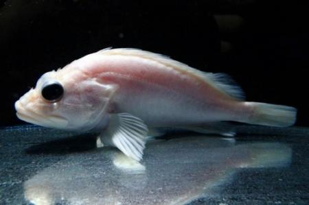 純白のカサゴは縁起物 須磨海浜水族園で展示へ おでかけトピック 兵庫おでかけプラス 神戸新聞next