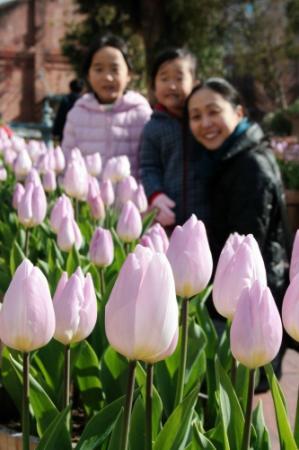 島内に一足早い 春 冬咲きチューリップショー おでかけトピック 兵庫おでかけプラス 神戸新聞next