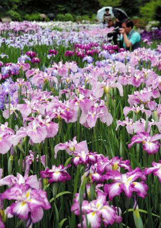 播州山崎花菖蒲園が経営難で休園 宍粟 おでかけトピック 兵庫おでかけプラス 神戸新聞next 播州山崎花菖蒲園が経営難で休園 宍粟 おでかけトピック 兵庫おでかけプラス 神戸新聞next
