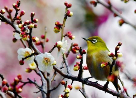甘い香りメジロ誘う 岡本梅林のウメ見ごろ 神戸 おでかけトピック 兵庫おでかけプラス 神戸新聞next