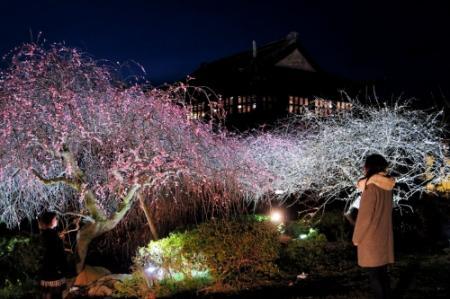 夜空に浮かぶ紅白の梅 たつので夜間ライトアップ おでかけトピック 兵庫おでかけプラス 神戸新聞next 夜空に浮かぶ紅白の梅 たつので夜間ライトアップ おでかけトピック 兵庫おでかけプラス 神戸新聞next