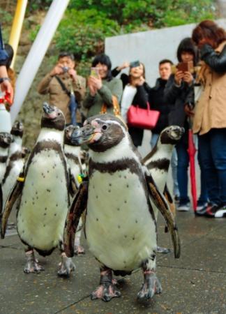 ペンギン久々のお散歩 鳥インフルで１２月に休止 おでかけトピック 兵庫おでかけプラス 神戸新聞next