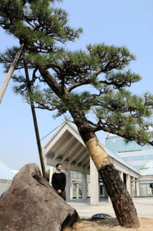 市役所前に松“復活” 市民が自宅の松を寄贈 | おでかけトピック | 兵庫