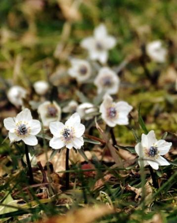セツブンソウ自生地でまつり 丹波 青垣で５日 おでかけトピック 兵庫おでかけプラス 神戸新聞next