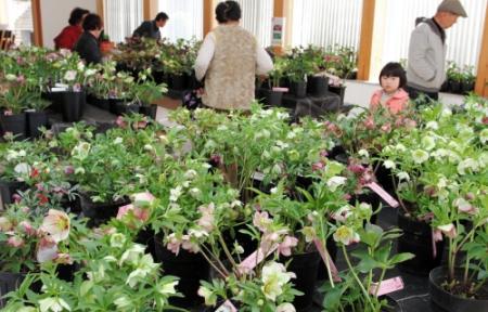 春はそこまで 多可でクリスマスローズ展始まる おでかけトピック 兵庫おでかけプラス 神戸新聞next