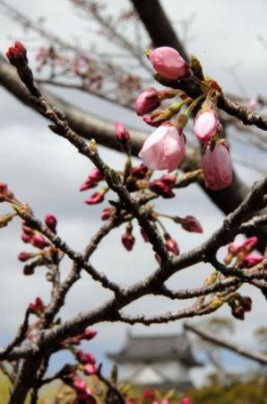 明石公園 満開間近 ９日まで さくらまつり おでかけトピック 兵庫おでかけプラス 神戸新聞next