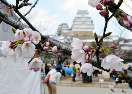 待ってました 姫路城で桜開花 昨年より９日遅く おでかけトピック 兵庫おでかけプラス 神戸新聞next