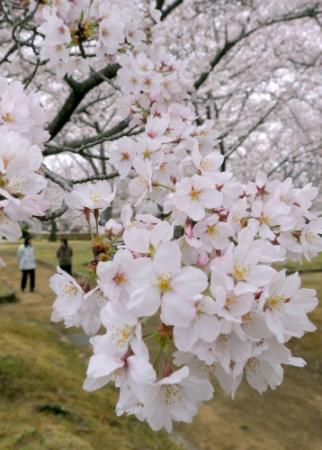 東播各地でサクラ開花 名所 花見客でにぎわい おでかけトピック 兵庫おでかけプラス 神戸新聞next