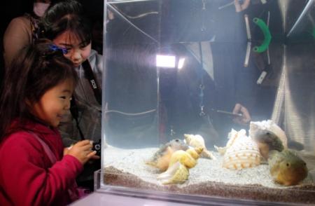 お菓子に似た深海魚 コンペイトウ 展示 城崎 おでかけトピック 兵庫おでかけプラス 神戸新聞next