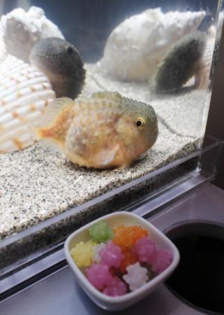 お菓子に似た深海魚 コンペイトウ 展示 城崎 おでかけトピック 兵庫おでかけプラス 神戸新聞next