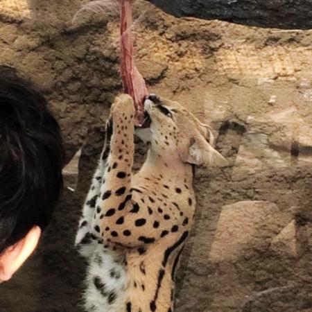 神戸で独自現象 けものフレンズ ブーム おでかけトピック 兵庫おでかけプラス 神戸新聞next