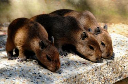 生まれたて カピバラ公開 神戸 王子動物園 おでかけトピック 兵庫おでかけプラス 神戸新聞next