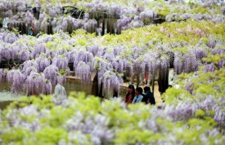 藤棚の甘い香りにうっとり 朝来の白井大町藤公園 おでかけトピック 兵庫おでかけプラス 神戸新聞next