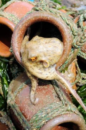 つぼからニュルッと 明石沖でタコ漁シーズン到来 | おでかけ