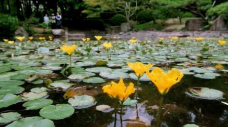 朝の水面 彩るアサザ 稲美町 万葉の森 おでかけトピック 兵庫おでかけプラス 神戸新聞next