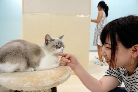 ４０種のネコ一堂に 姫路で ふれあい ねこ展 おでかけトピック 兵庫おでかけプラス 神戸新聞next