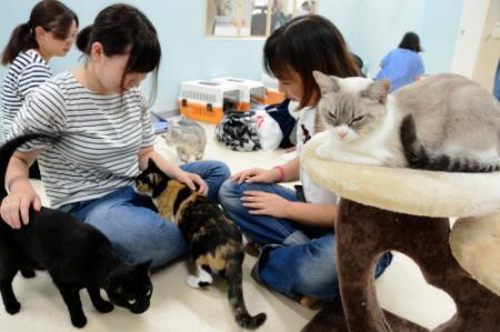 ４０種のネコ一堂に 姫路で ふれあい ねこ展 おでかけトピック 兵庫おでかけプラス 神戸新聞next