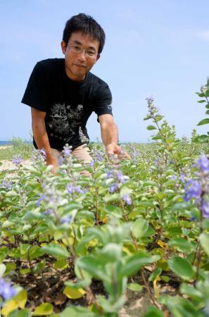 海浜植物の魅力知って 豆知識満載のガイドブック おでかけトピック 兵庫おでかけプラス 神戸新聞next