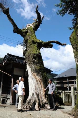 伐採「さみしい」樹齢300年の神木枯れる 宍粟 | おでかけトピック