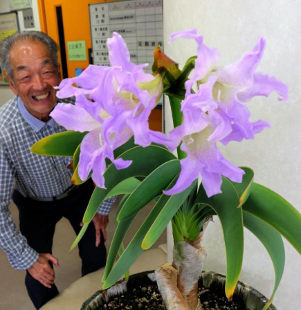 希少植物ブルーアマリリス開花 西宮の男性が栽培 おでかけトピック 兵庫おでかけプラス 神戸新聞next
