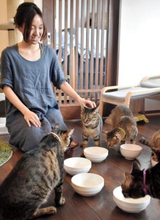 保護猫のみのカフェ開業 里親募集も 神戸 垂水 おでかけトピック 兵庫おでかけプラス 神戸新聞next