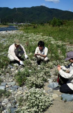 貴重なカワラハハコ咲く 宍粟・揖保川の群生地 | おでかけトピック | 兵庫おでかけプラス | 神戸新聞NEXT