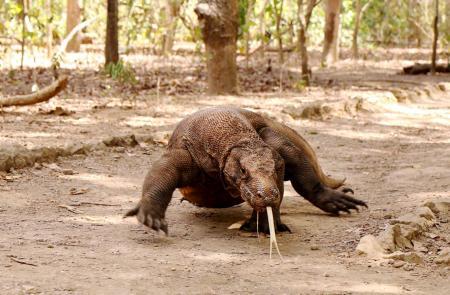 インドネシア コモド島 自然満喫 恐竜 遭遇も おでかけトピック 兵庫おでかけプラス 神戸新聞next