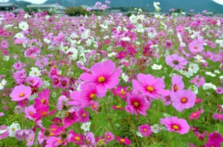 １００万本の秋満開 加東で２２日コスモスまつり おでかけトピック 兵庫おでかけプラス 神戸新聞next