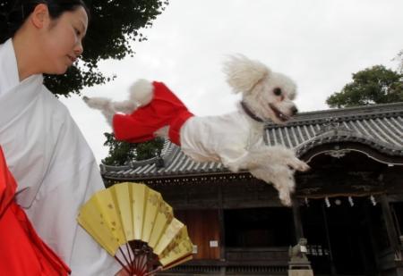 犬幸 祈る七五三詣 小野住吉神社で24日から おでかけトピック 兵庫おでかけプラス 神戸新聞next 犬幸 祈る七五三詣 小野住吉神社で24日から おでかけトピック 兵庫おでかけプラス 神戸新聞next