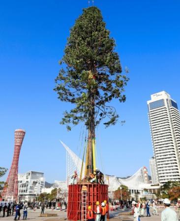 世界一のクリスマスツリー」神戸に“植樹” | おでかけトピック | 兵庫