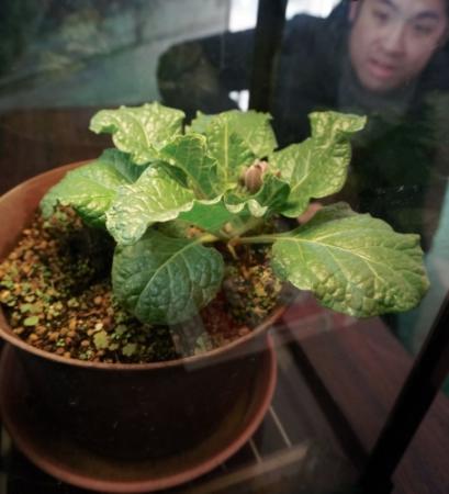 抜いてみたい 伝説の植物 マンドラゴラ 展示 おでかけトピック 兵庫おでかけプラス 神戸新聞next 抜いてみたい 伝説の植物 マンドラゴラ 展示 おでかけトピック 兵庫おでかけプラス 神戸新聞next