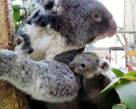 コアラ赤ちゃん 袋の中から こんにちは 王子動物園 おでかけトピック 兵庫おでかけプラス 神戸新聞next