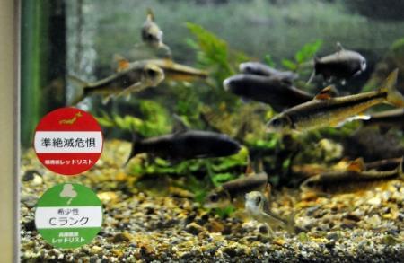 希少性 外来種が一目で分かる 水槽に シール おでかけトピック 兵庫おでかけプラス 神戸新聞next