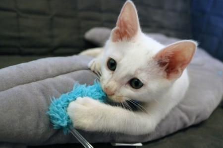 保護猫カフェで新たな飼い主探し 高砂 殺処分ゼロ目指す おでかけトピック 兵庫おでかけプラス 神戸新聞next