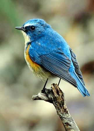 色鮮やかルリビタキ 神戸に飛来 おでかけトピック 兵庫おでかけプラス 神戸新聞next