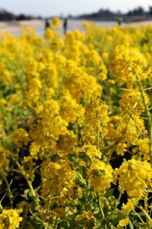黄色の菜の花 春を先取り 西宮 武庫川河川敷 おでかけトピック 兵庫おでかけプラス 神戸新聞next 黄色の菜の花 春を先取り 西宮 武庫川河川敷 おでかけトピック 兵庫おでかけプラス 神戸新聞next