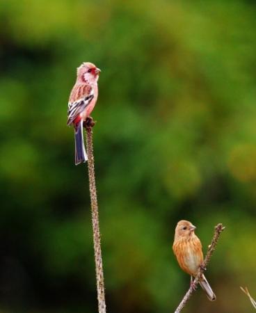 キビタキ、ベニマシコ…明石の貴重な野鳥写真展 | おでかけトピック