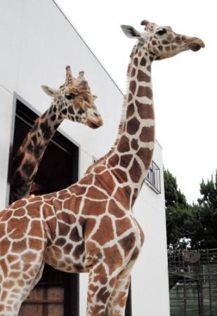お披露目アミメキリンのお嫁さん 姫路市立動物園 おでかけトピック 兵庫おでかけプラス 神戸新聞next