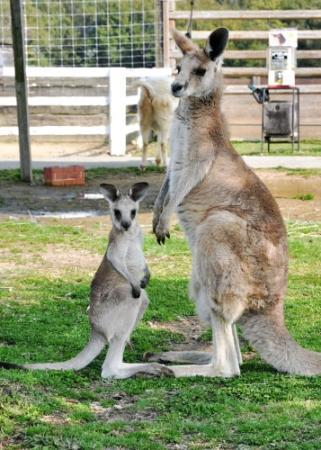 カンガルー赤ちゃん誕生 赤穂海浜公園に活気 おでかけトピック 兵庫おでかけプラス 神戸新聞next